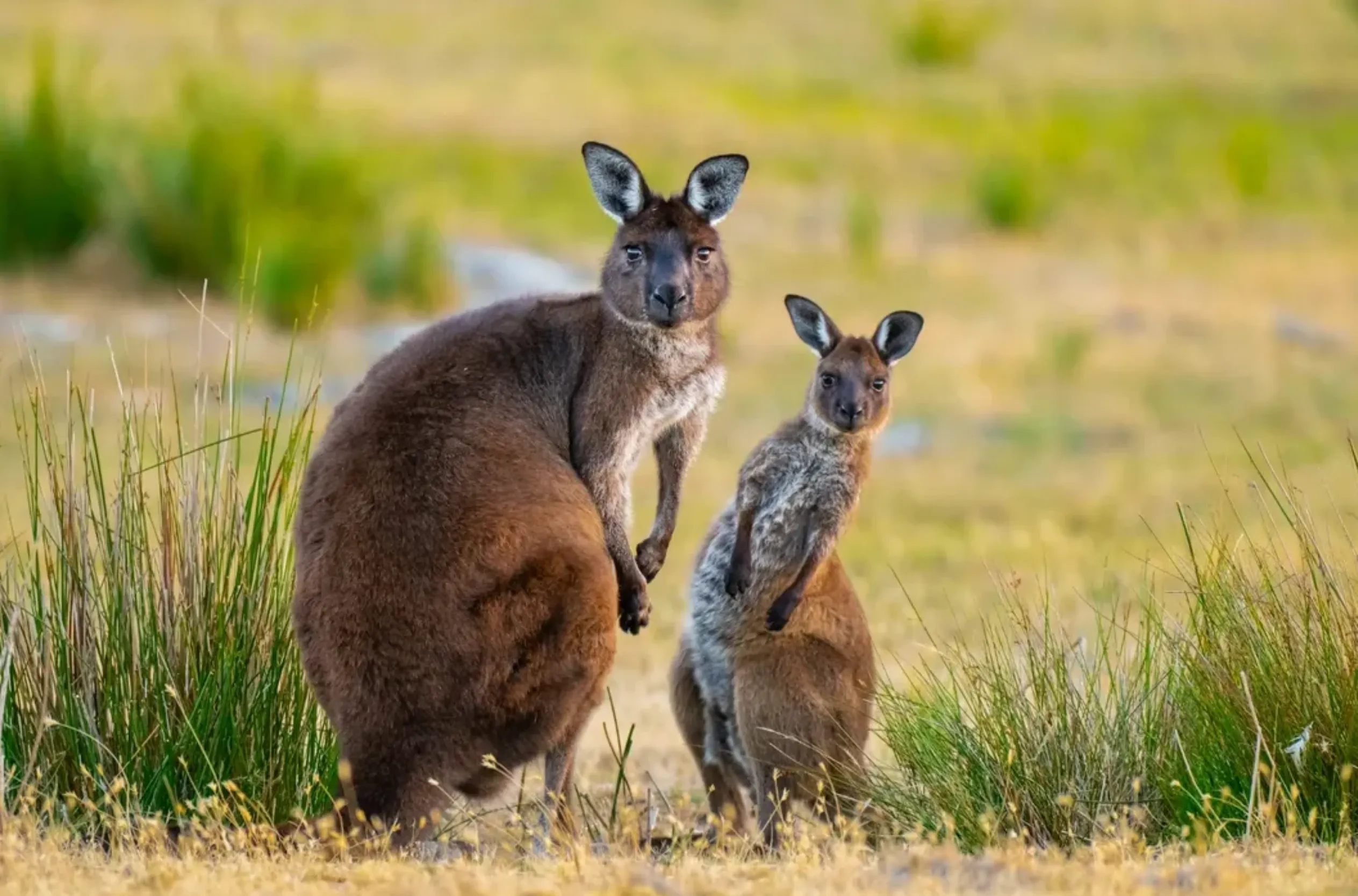 Flinders Chase National Park one day itinerary