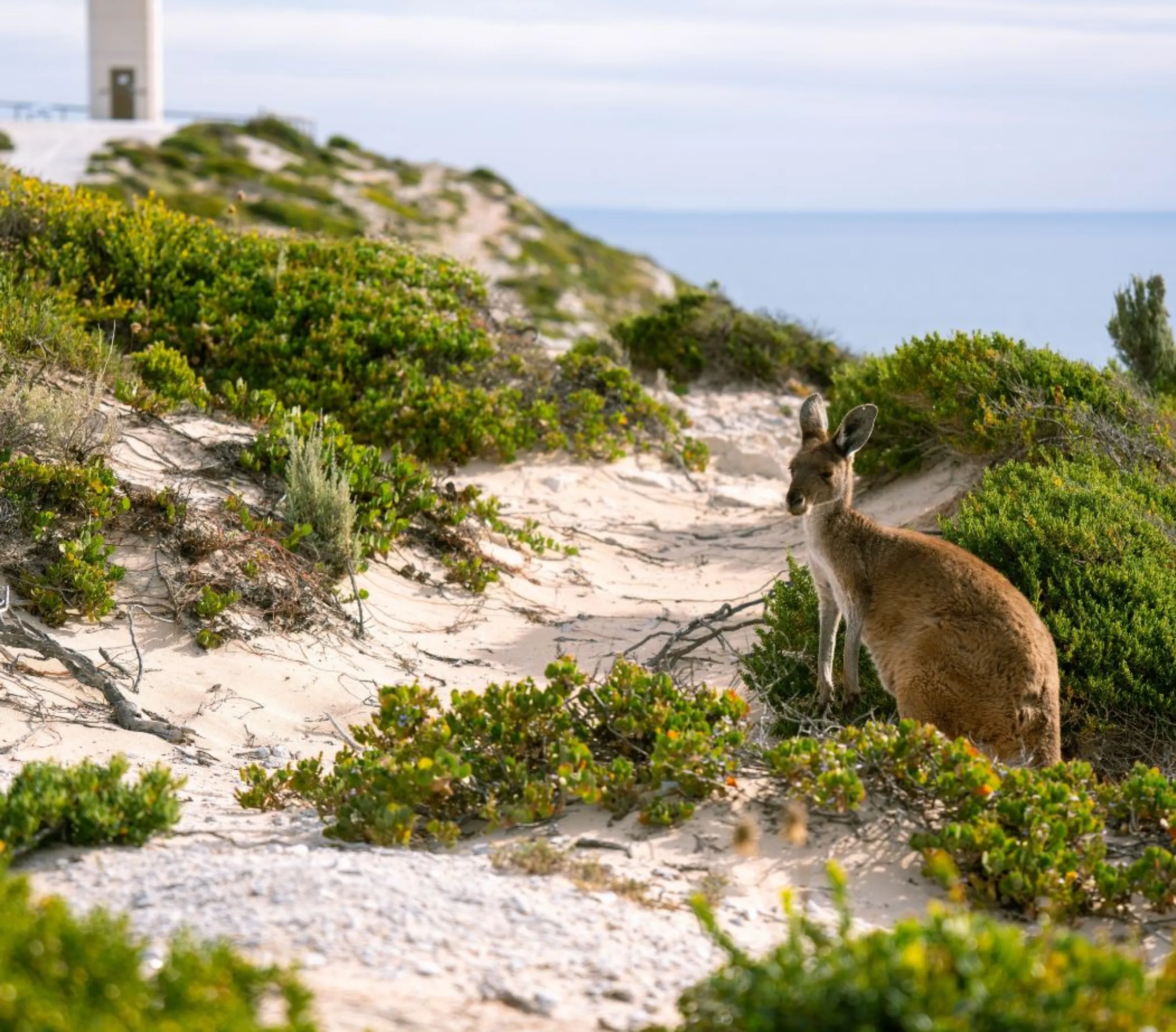 Kangaroo Island day trip from Adelaide