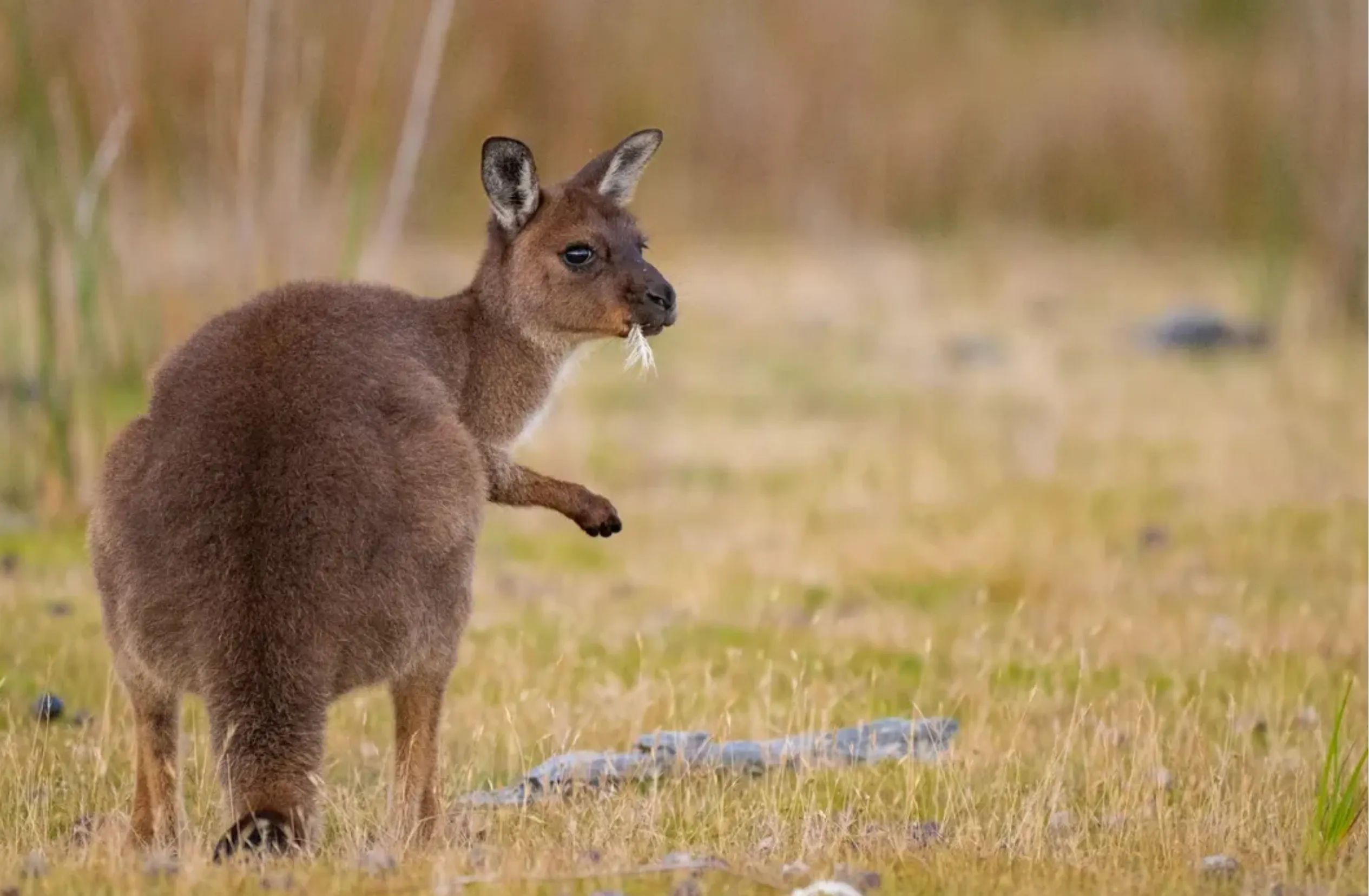 self drive Kangaroo Island review